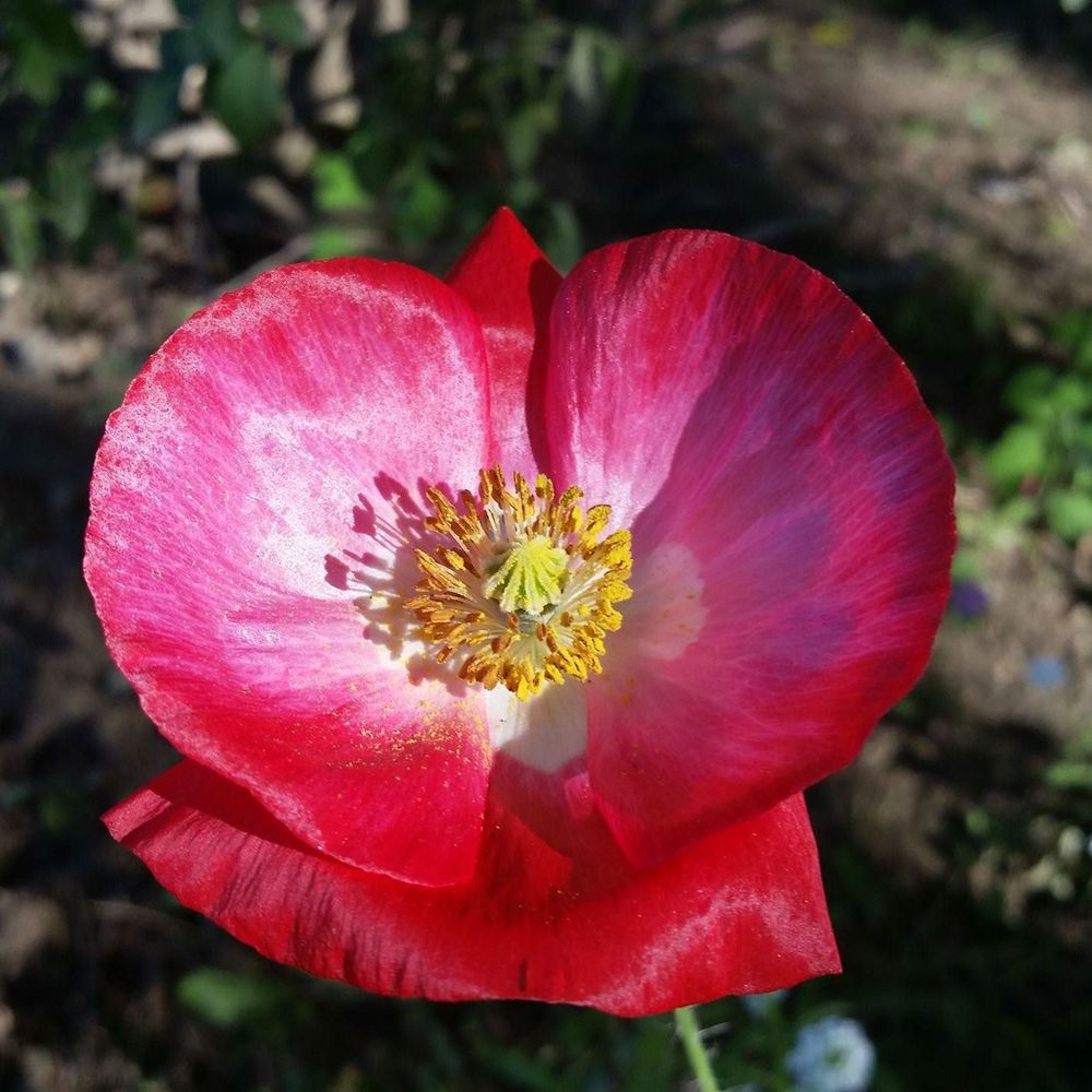 Meet your Posher, Adria